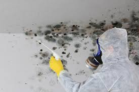 Mold Removal Services